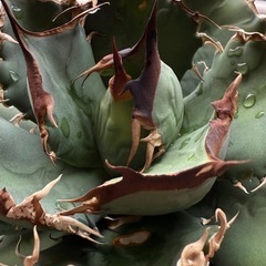 アガベ　黒犀牛　子株③の画像