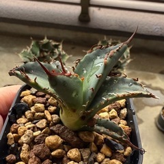 アガベ　黒犀牛　子株④の画像