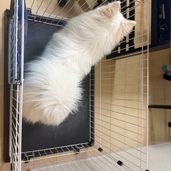 犬用ケージの画像