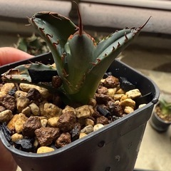 アガベ　黒犀牛　子株⑤の画像