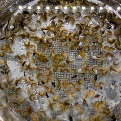 淡水ヨコエビの画像