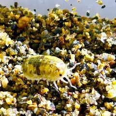 ハマダンゴムシ10匹 茨城県南部産の画像