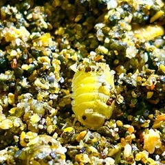 ハマダンゴムシ10匹 茨城県南部産の画像