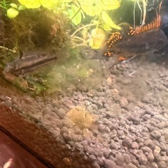 アピストグラマカカトゥオイデスダブルレッドペア
の画像