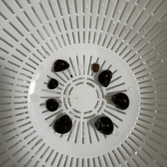 ヒメタニシ　あげます。の画像