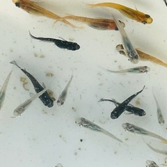 メダカ20匹の画像