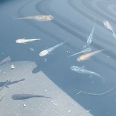 メダカ20匹の画像