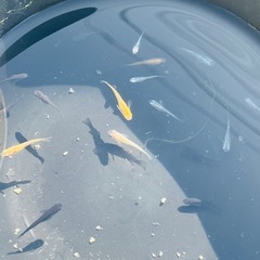 メダカ20匹の画像