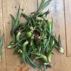 アガベ　ベネズエラ　子株　100個以上　発根部乾燥済の画像