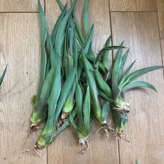 アガベ　ベネズエラ　子株　100個以上　発根部乾燥済の画像