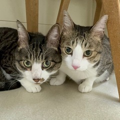 兄弟猫♡