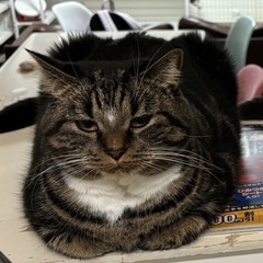 【急募‼️】道内であれば送り届けます‼️どなたか引き取って…