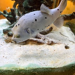 コクテンフグ　海水魚の画像