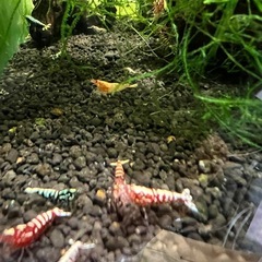 レッドピントシュリンプの画像