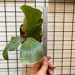 希少・象の耳！ビカクシダ・アンゴレンセＥ-③（親株からの株分け・ポット苗）の画像