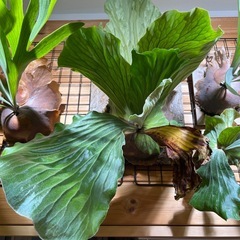 希少・象の耳！ビカクシダ・アンゴレンセＥ-③（親株からの株分け・ポット苗）の画像