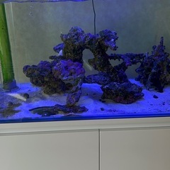 海水魚　オーバーフロー水槽一式の画像