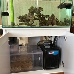 海水魚　オーバーフロー水槽一式の画像