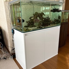 海水魚　オーバーフロー水槽一式の画像
