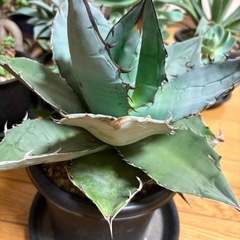 アガベ チタノタ ブルーの画像