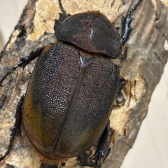 【希少産地】ペルー産エクアトリアヌス成虫♂1♀2の画像