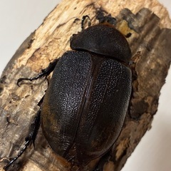 【希少産地】ペルー産エクアトリアヌス成虫♂1♀2の画像