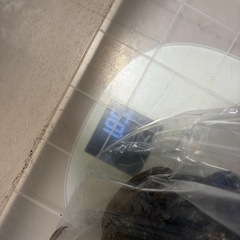 観賞用ヤシガニの画像