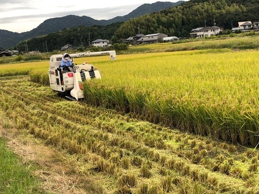 令和7年度『きぬむすめ』玄米30kg 減農薬米