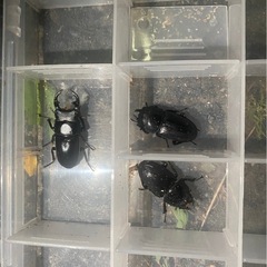 水銀灯投光器 400W 100V 安定器（配線済）ランプ2個 セットの画像