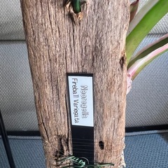 植物　ネオレゲリアの画像