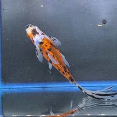 朱文金 銀鱗鮒尾朱文金 墨朱文金 変わり朱文金 ②の画像