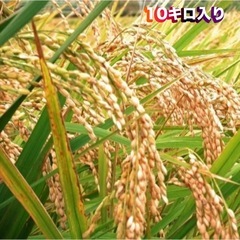 100大人気茨城県産コシヒカリ、令和7年度米収穫商品となっております。玄米購入、精米購入、どちらか好きな方を選んでください。の画像