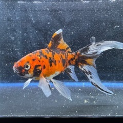 朱文金 銀鱗鮒尾朱文金 墨朱文金 変わり朱文金 虎柄 ④の画像