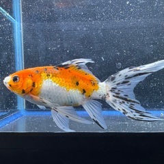 朱文金 銀鱗鮒尾朱文金 墨朱文金 変わり朱文金 ⑤の画像