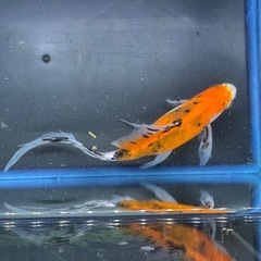 朱文金 銀鱗鮒尾朱文金 墨朱文金 変わり朱文金 ⑤の画像