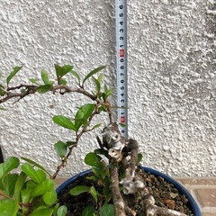 ミニ盆栽　マッコウ（和名：ハリツルマサキ）2の画像