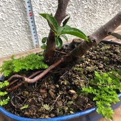 盆栽ガジュマル4の画像