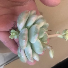 バニラビズ錦の画像