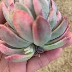 レア　スミレ牡丹錦の画像