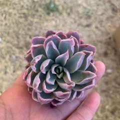 レア　スミレ牡丹錦の画像