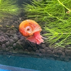 ピンク、レッドラムズホーン12匹 500円の画像