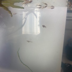 グッピー稚魚30匹以上⭐︎の画像