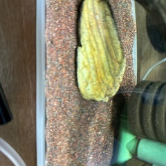 オランダラミレジーpair水槽セットの画像