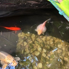 金魚？鯉？の画像