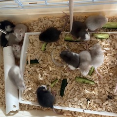 ファンシーラットの赤ちゃん 