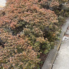 ツツジ🌺　　庭木　植木の画像