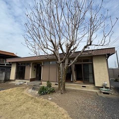 なんの木かわかりませんが、欲しい方居ますかの画像