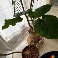 観葉植物　ウンベラータ　7号鉢の画像