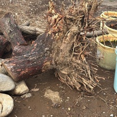 木の根っこの画像