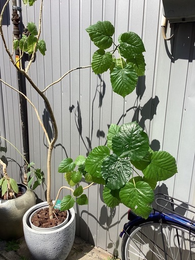 観葉植物 フィカス ウンベラータ 大 鉢付き